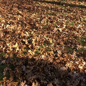 Meet your Posher, Tali